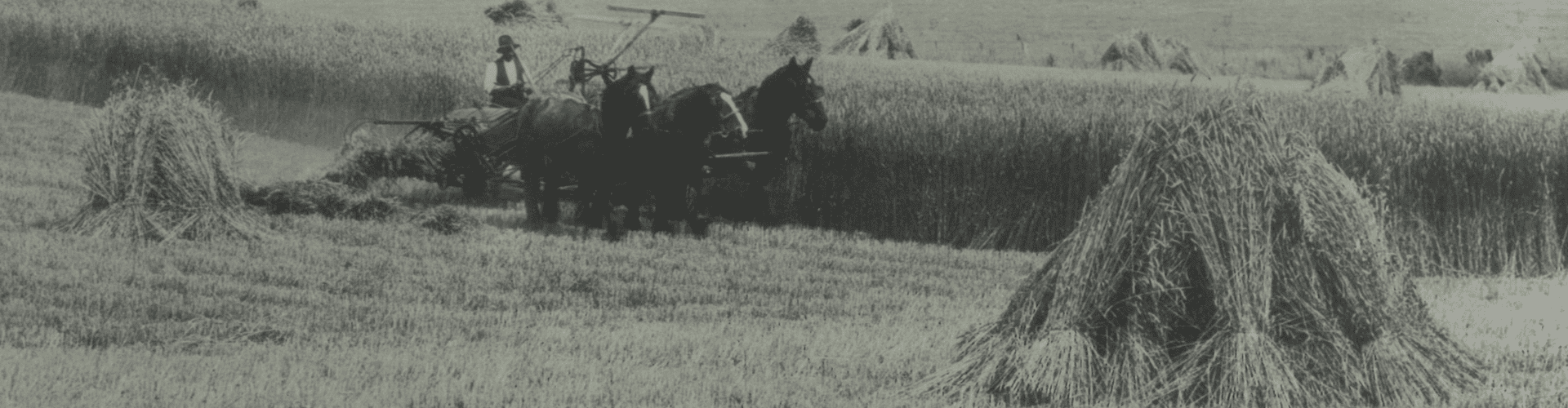 Horse and cart working in 1930 with Stooked hay in a paddock in Kapunda, South Australia.
