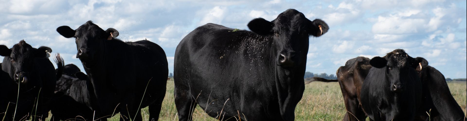 Beef Cattle eat quality Johnsons Pellets in a livestock feedlot in the Adelaide Plains, South Australia